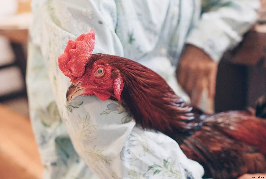 Chicken Worms 101 – Beginner’s Guide