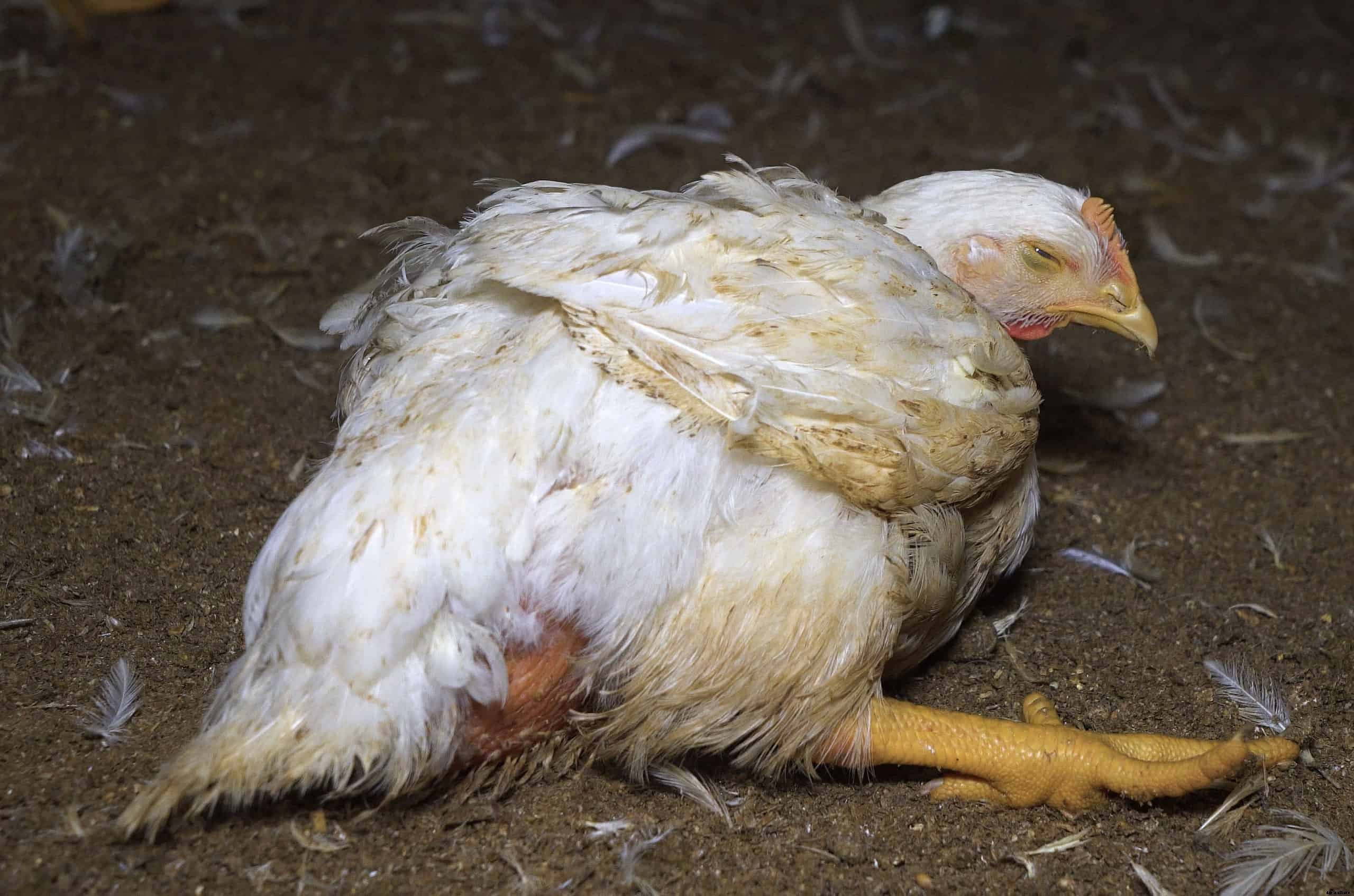 Sour Crop in Chickens: Cause, Treatment and Prevention