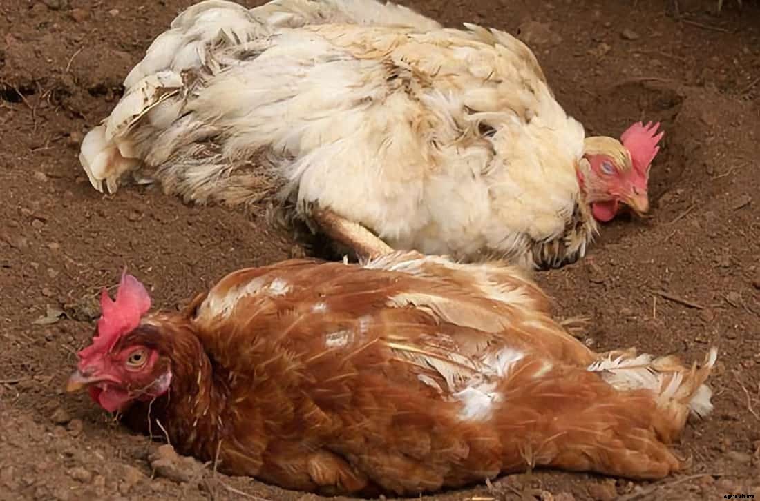 Sour Crop in Chickens: Cause, Treatment and Prevention