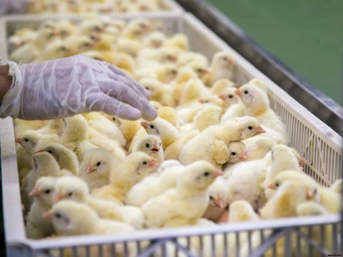 5 Best Chicken Hatcheries in Kentucky – Review & Guides