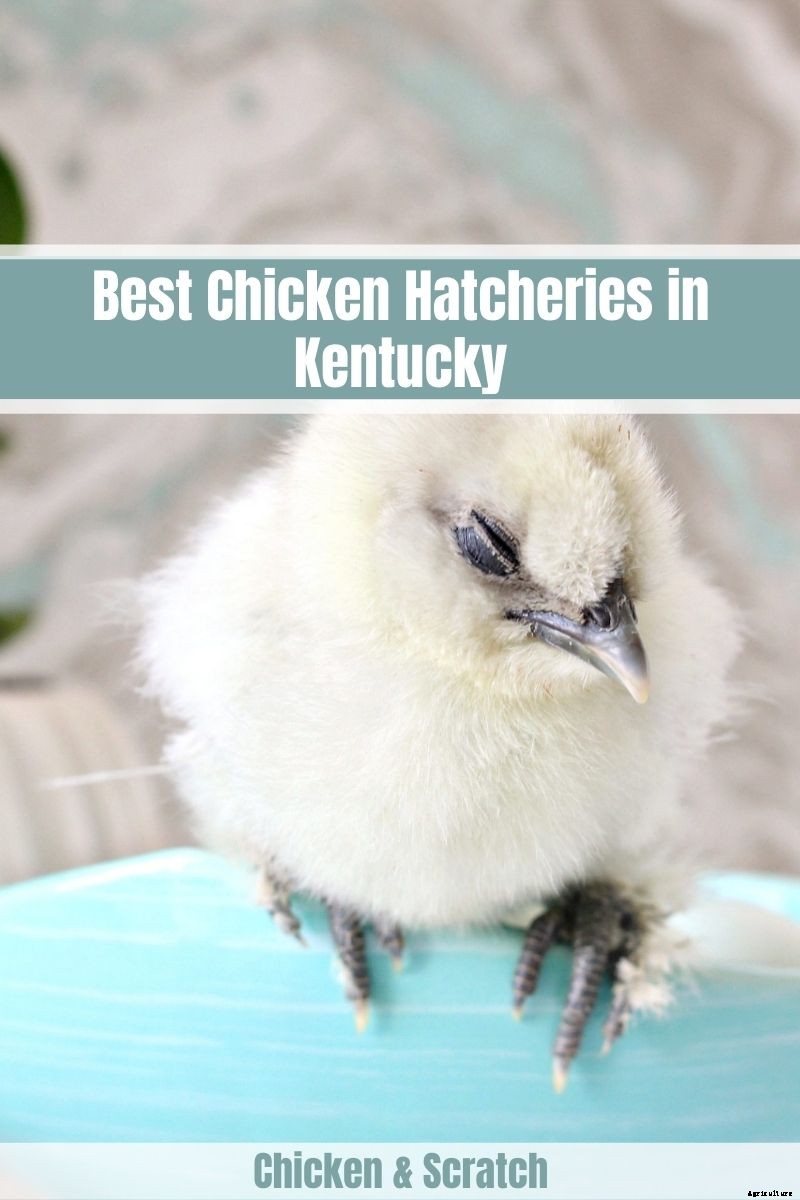 5 Best Chicken Hatcheries in Kentucky – Review & Guides