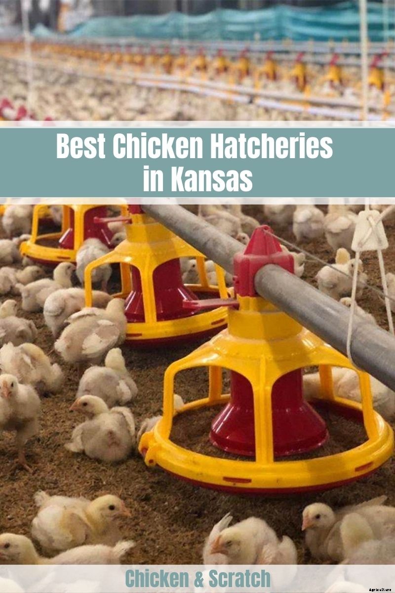 7 Best Chicken Hatcheries in Kansas – Review & Guides