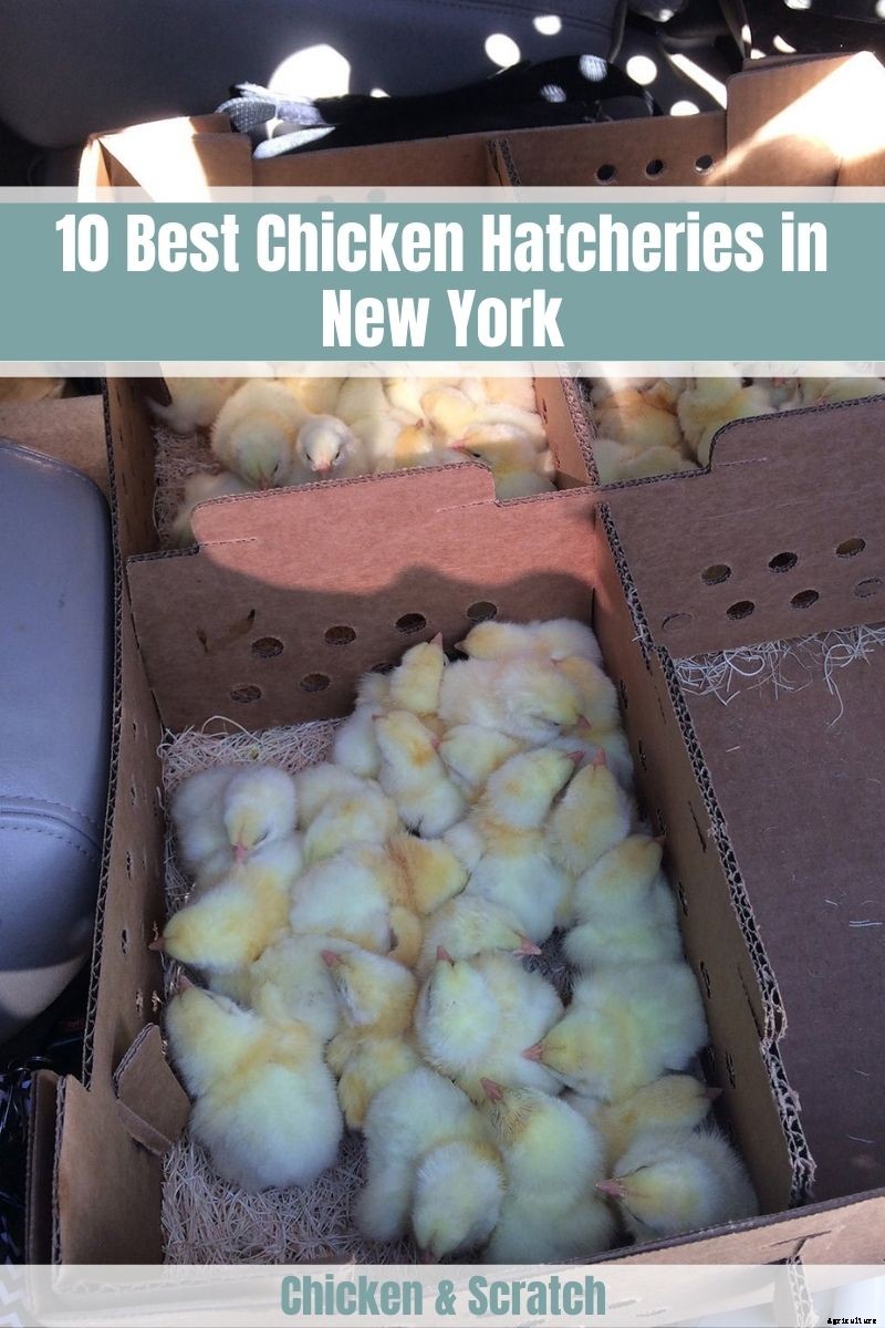 10 Best Chicken Hatcheries in New York – Review & Guides