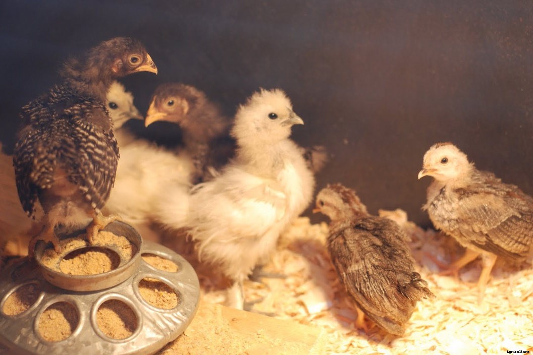 Top 6 Chicken Hatcheries In Arizona – Review & Guides