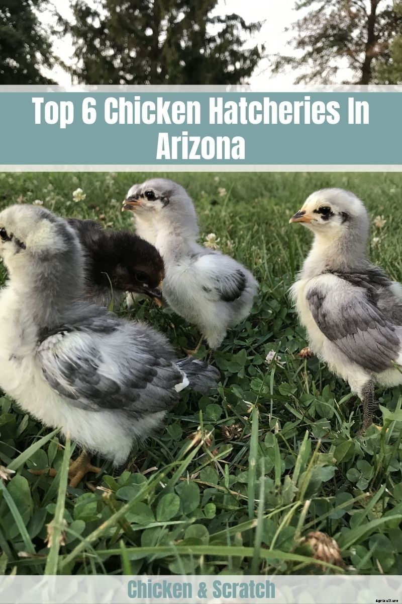 Top 6 Chicken Hatcheries In Arizona – Review & Guides
