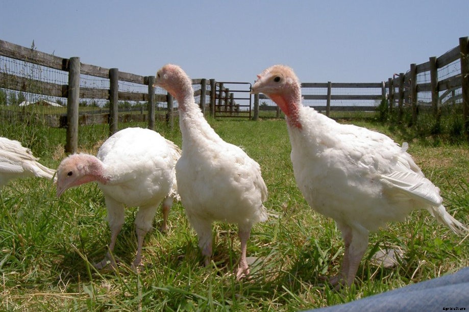 Top 6 Chicken Hatcheries In Arizona – Review & Guides