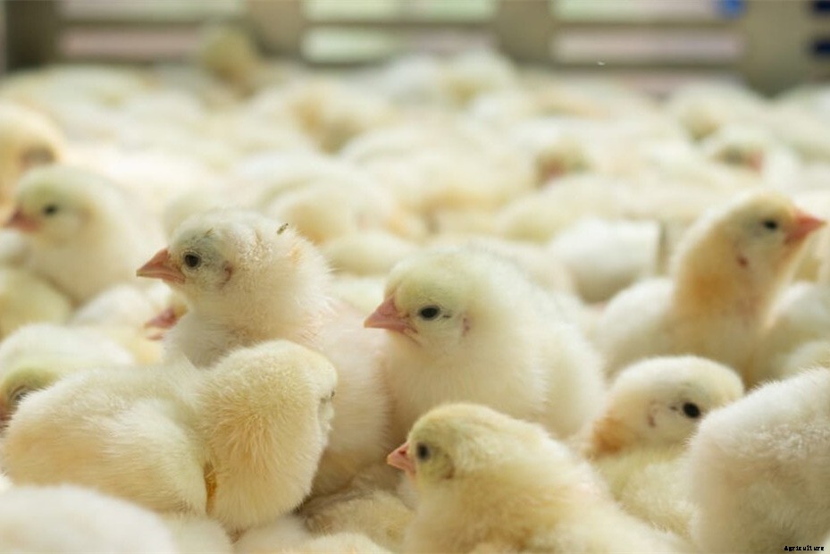 7 Best Chicken Hatcheries In Massachusetts – Review & Guides