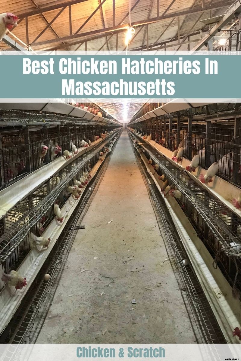 7 Best Chicken Hatcheries In Massachusetts – Review & Guides