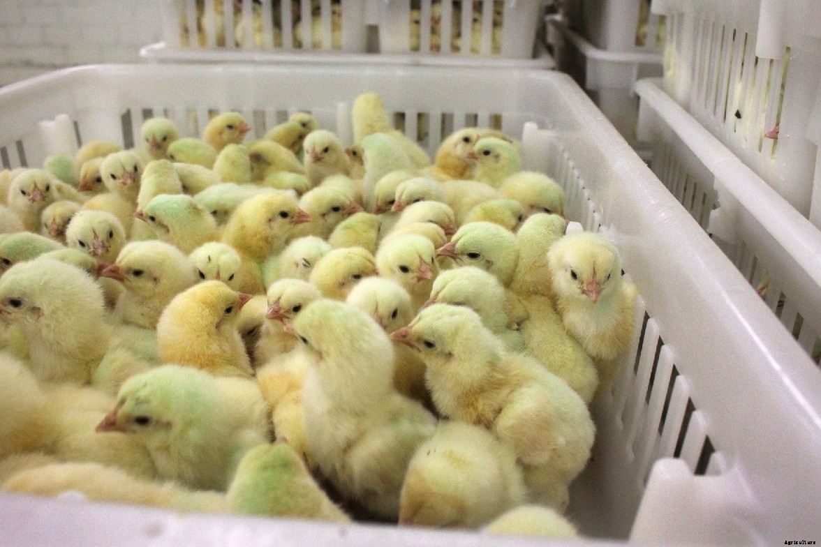 7 Best Chicken Hatcheries In Massachusetts – Review & Guides
