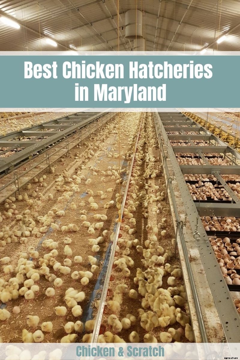8 Best Hatcheries in Maryland – Review & Guides