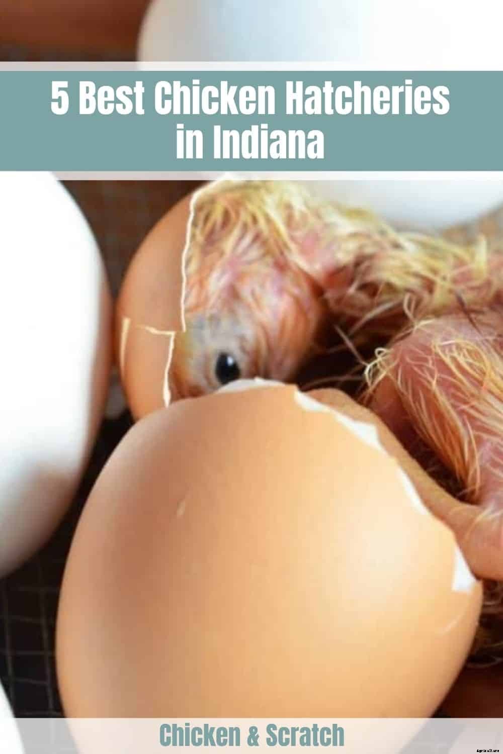 5 Best Chicken Hatcheries in Indiana – Review & Guides