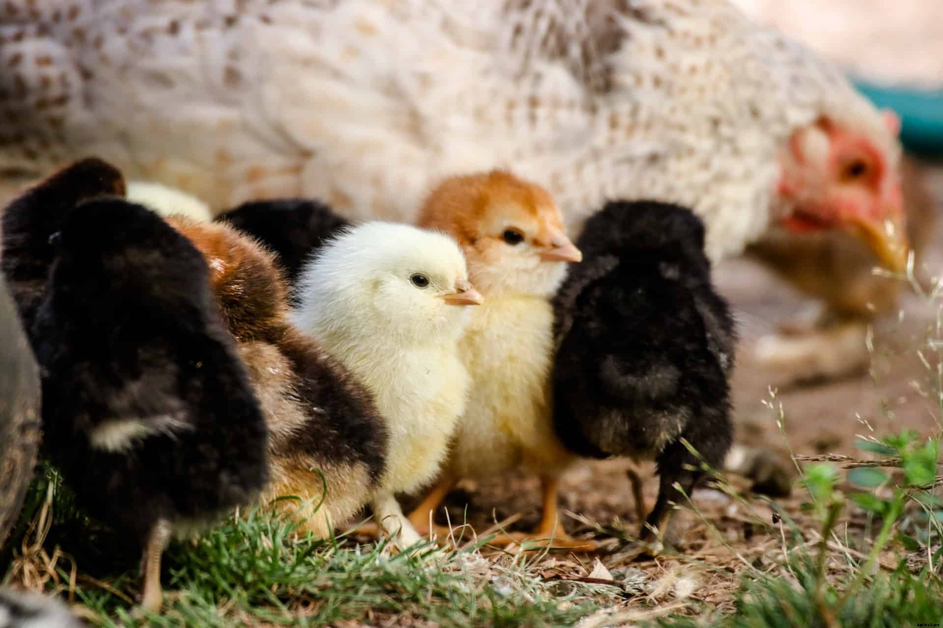 5 Best Chicken Hatcheries in Virginia – Review & Guides