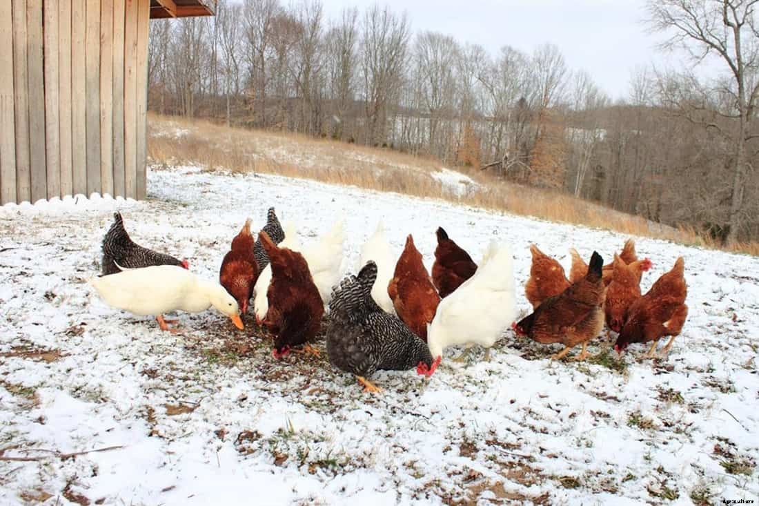 5 Best Chicken Hatcheries in Virginia – Review & Guides
