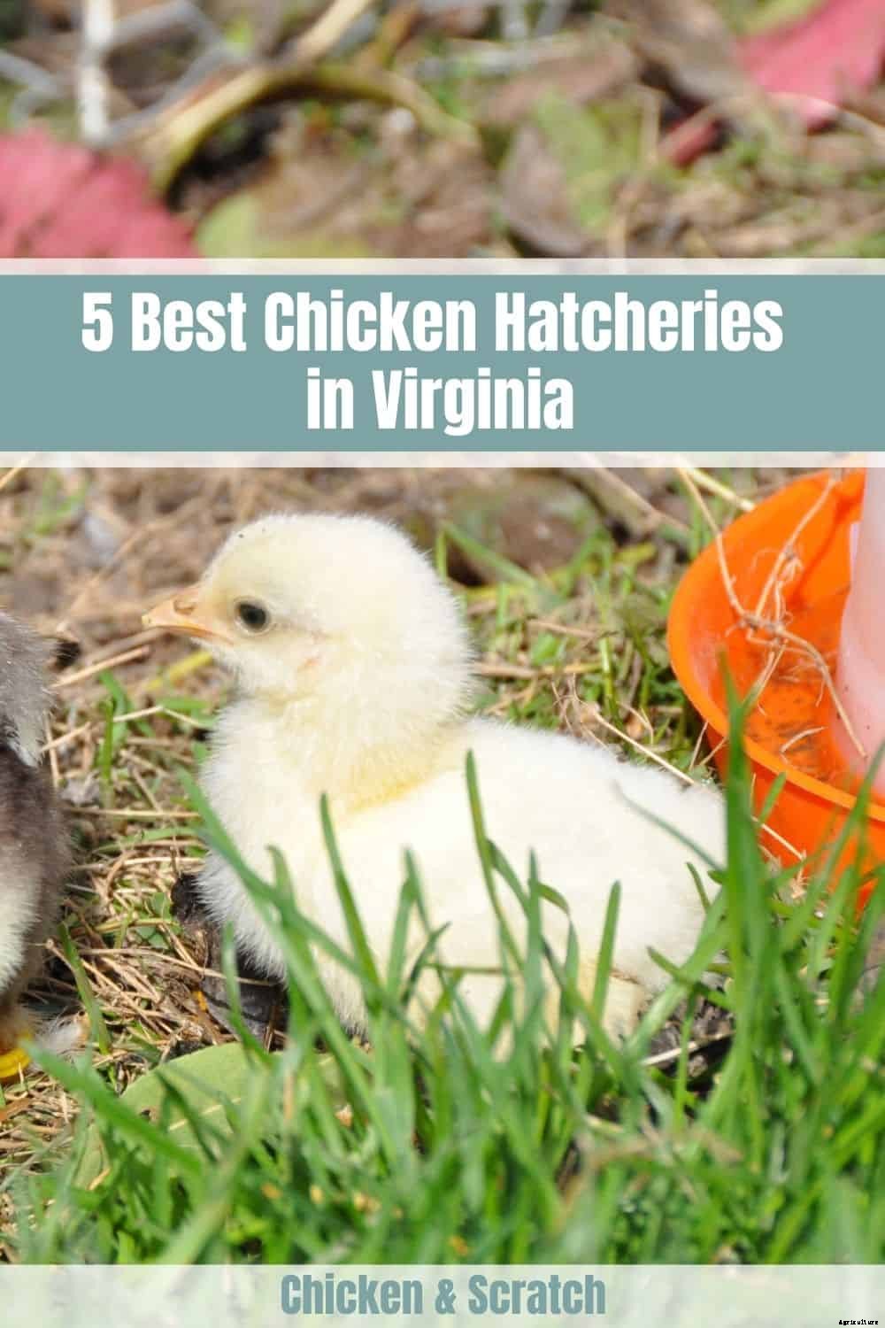 5 Best Chicken Hatcheries in Virginia – Review & Guides