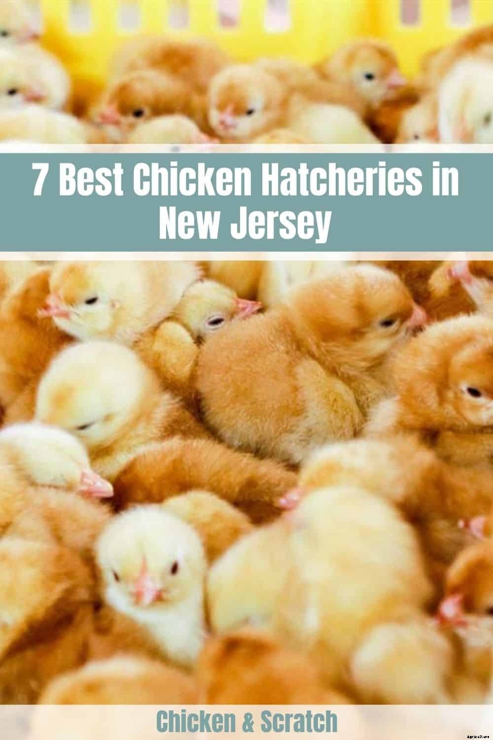 7 Best Chicken Hatcheries in New Jersey – Review & Guides