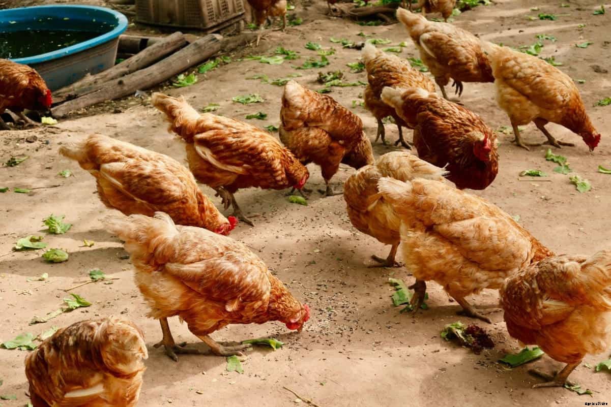 Best 5 Chicken Hatcheries in Nebraska – Review & Guides