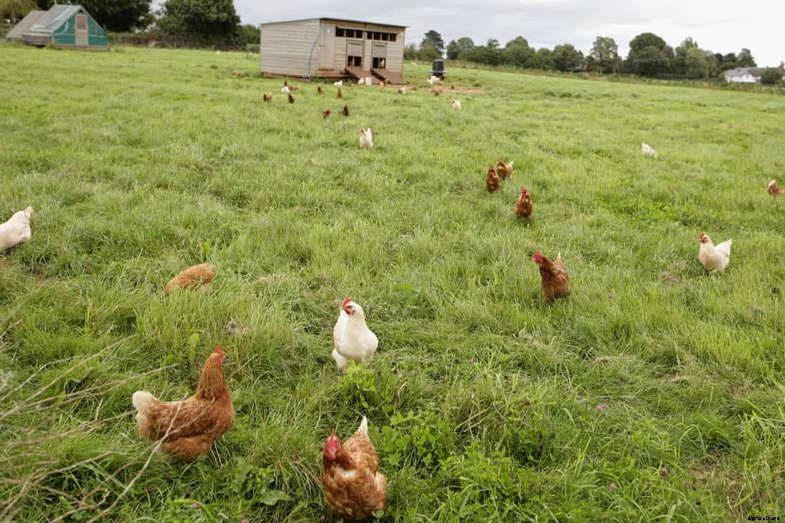 Best 5 Chicken Hatcheries in Nebraska – Review & Guides