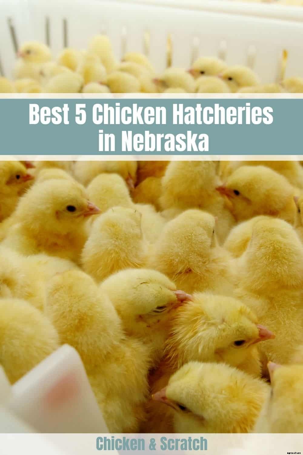 Best 5 Chicken Hatcheries in Nebraska – Review & Guides