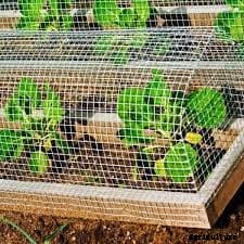 How to Keep Free-Range Chickens Out of Your Garden