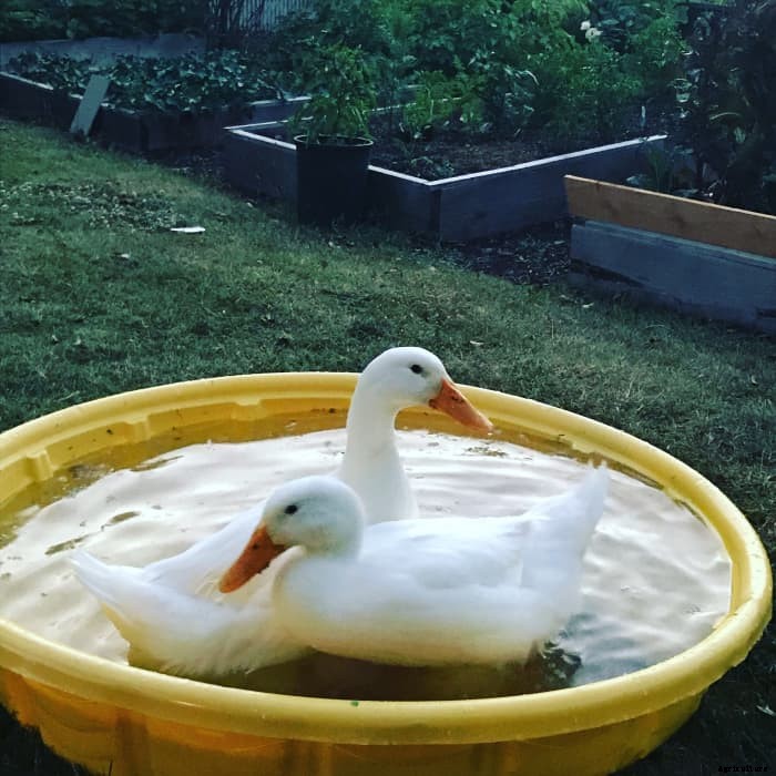 Raising Pekin Ducks