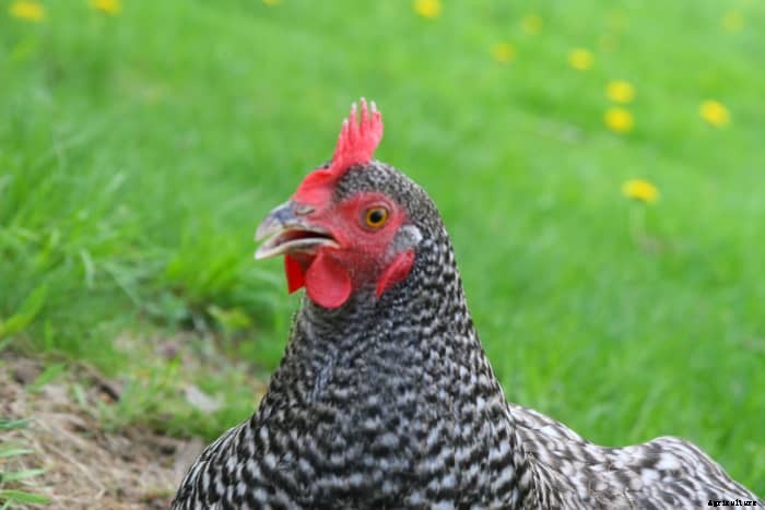 Why Are Chicken Eggs Different Colors?