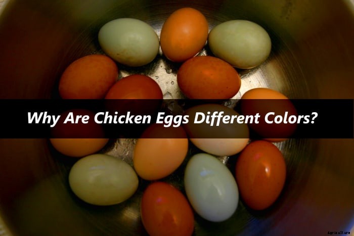 Why Are Chicken Eggs Different Colors?