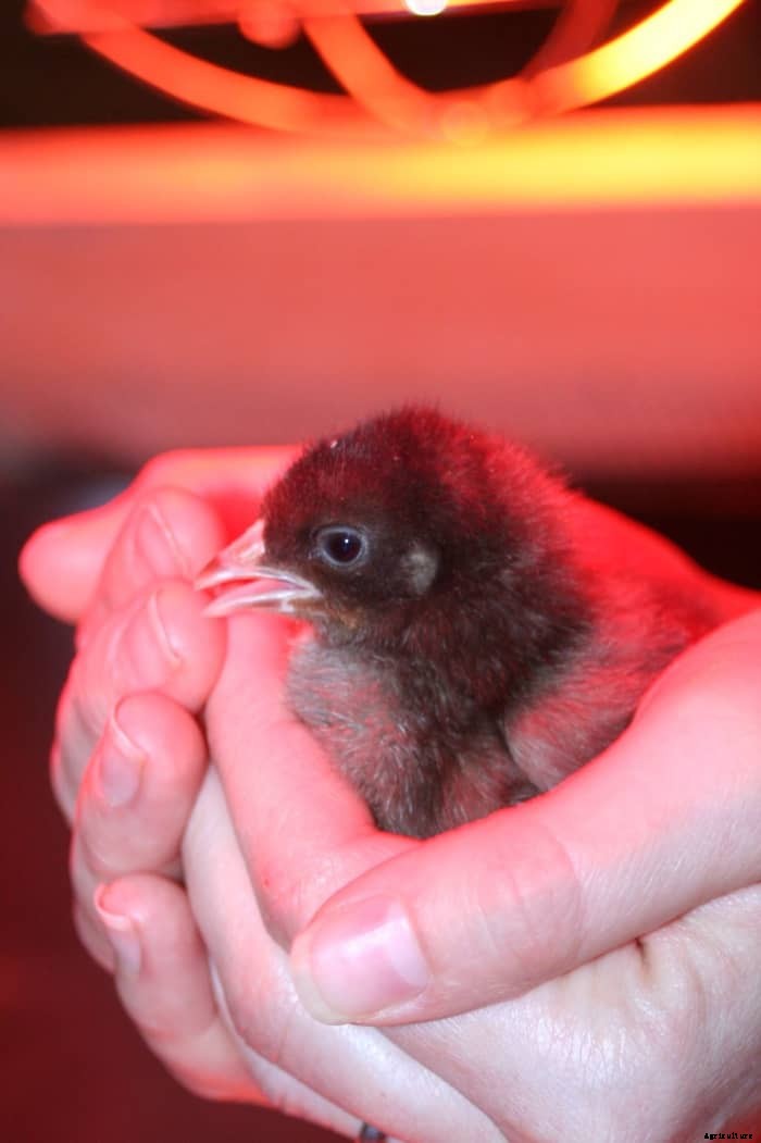 How to Brood Happy Chicks