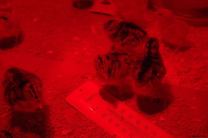 How to Brood Happy Chicks