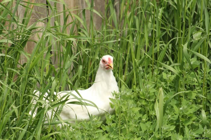 11 Reasons Why We Love Keeping Chickens