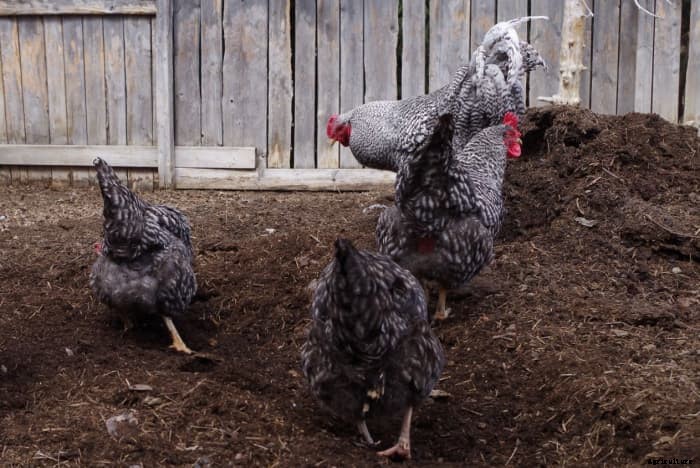 11 Reasons Why We Love Keeping Chickens