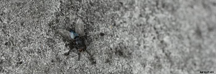 11 Reasons Why We Love Keeping Chickens