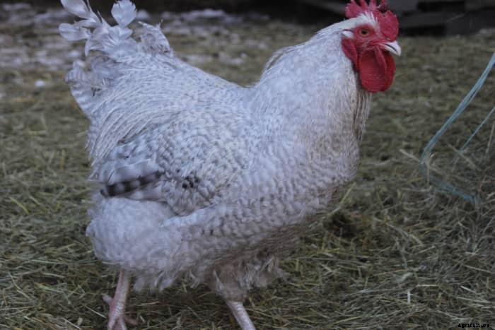 11 Reasons Why We Love Keeping Chickens