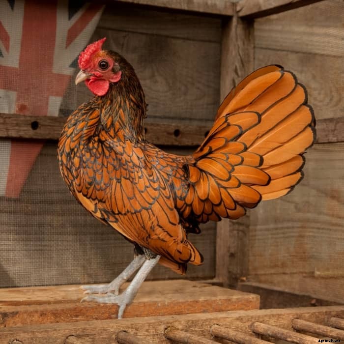 Top 10 Prettiest Chicken Breeds