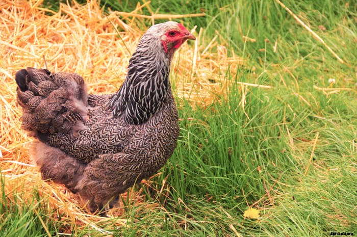 Top 10 Prettiest Chicken Breeds