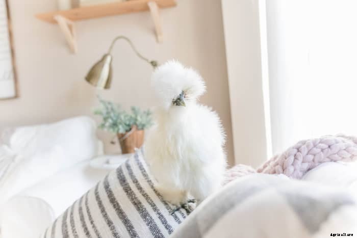 Top 10 Prettiest Chicken Breeds