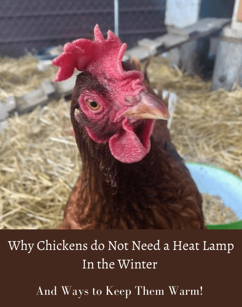 Why Your Chickens Do Not Need a Heat Lamp