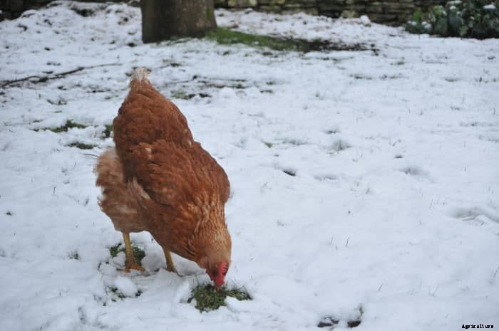 Why Your Chickens Do Not Need a Heat Lamp