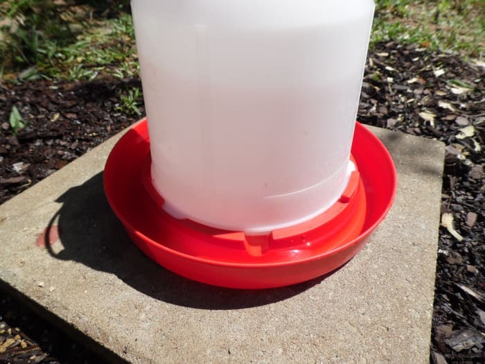 How to Raise, Feed, and Care for Baby Ducks