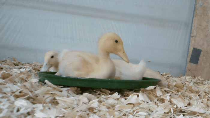 How to Raise, Feed, and Care for Baby Ducks