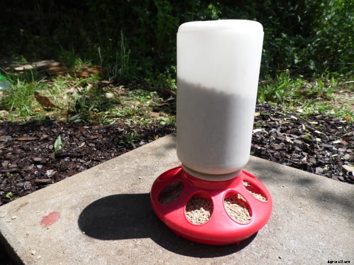 How to Raise, Feed, and Care for Baby Ducks