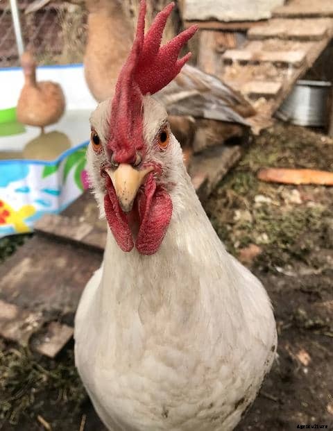 The Pros and Cons of Letting Chickens Roam Free