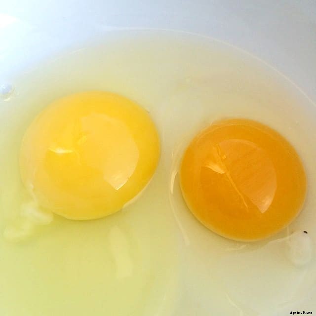 The Pros and Cons of Letting Chickens Roam Free