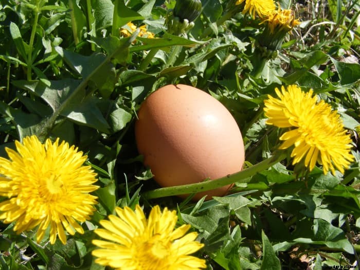 How to Make Your Own Egg-Grabber Tool