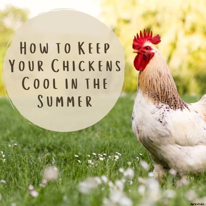 6 Ways to Keep Chickens Cool in the Summer