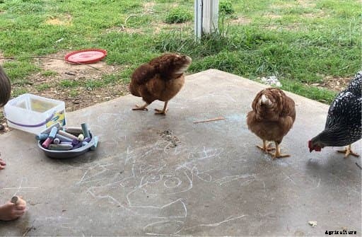 The Pros and Cons of Owning Chickens in the Suburbs