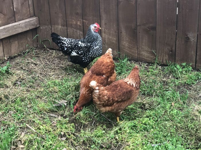 The Pros and Cons of Owning Chickens in the Suburbs