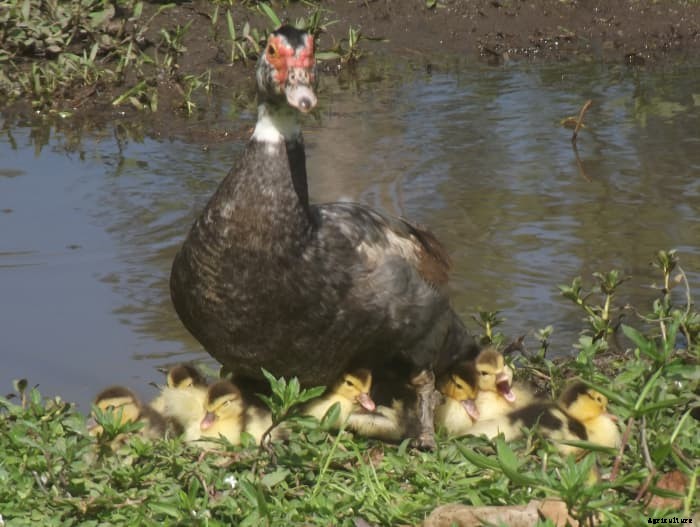 10 Reasons Muscovy Ducks Make Great Pets