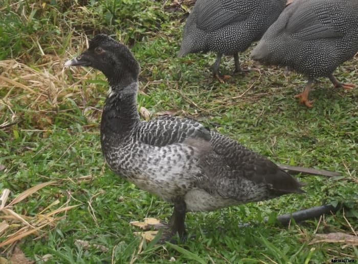 10 Reasons Muscovy Ducks Make Great Pets