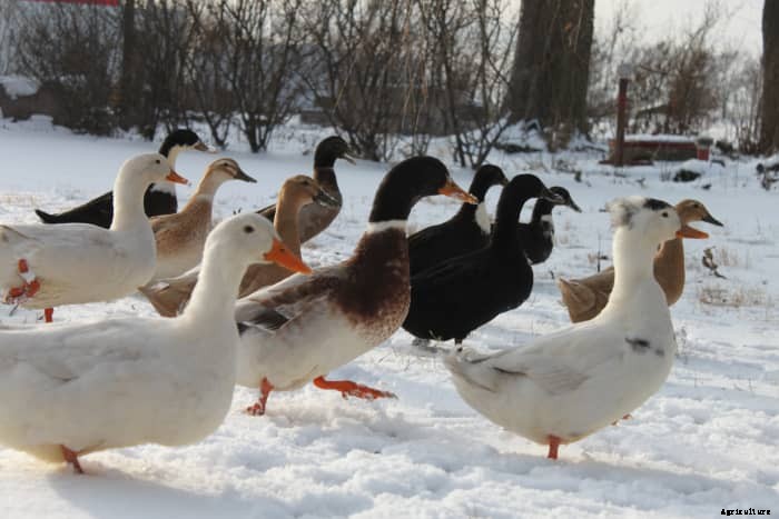 A Beginners Guide to Raising Ducks