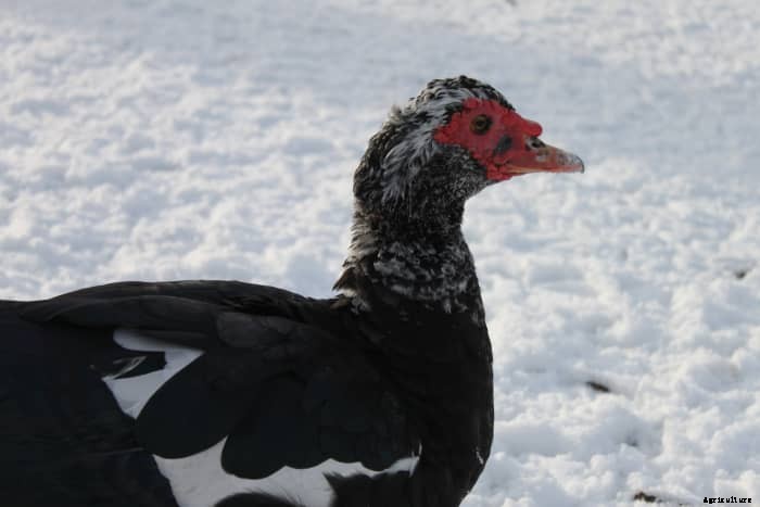 A Beginners Guide to Raising Ducks